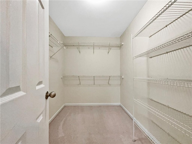 spacious closet featuring carpet