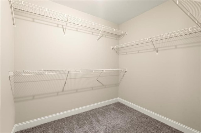 walk in closet featuring carpet flooring