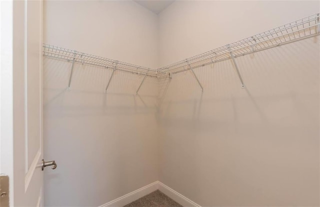 spacious closet featuring carpet