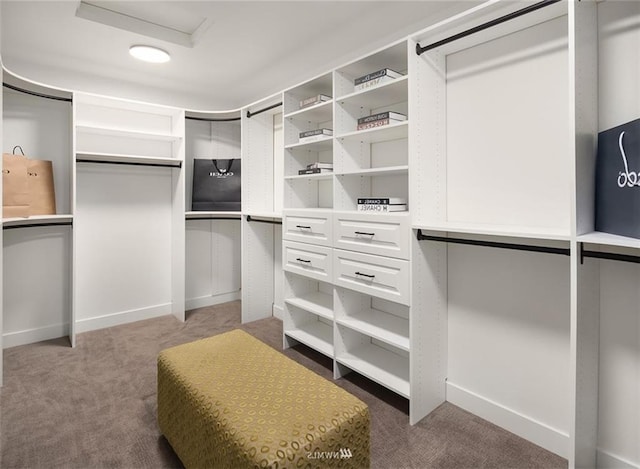 spacious closet featuring carpet flooring