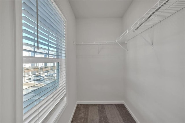 walk in closet with carpet floors