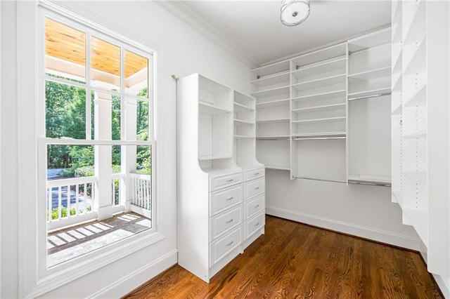 spacious closet featuring dark wood finished floors