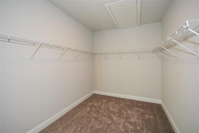 walk in closet featuring carpet