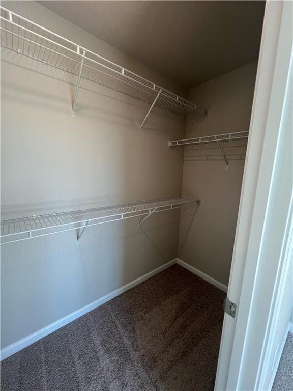 walk in closet with carpet floors