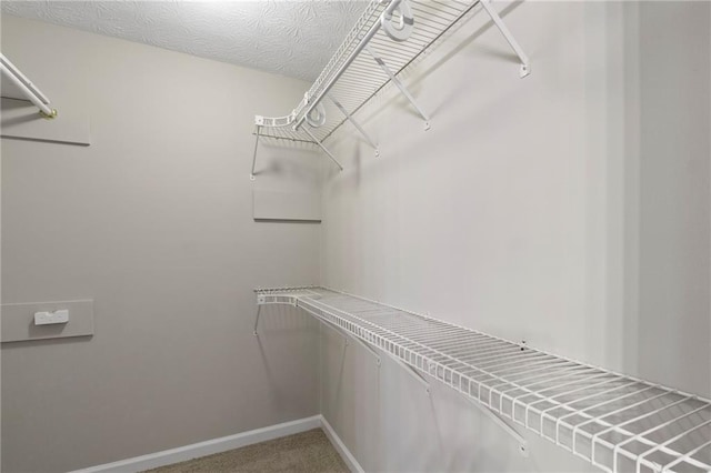 walk in closet featuring carpet floors