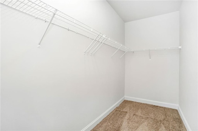 walk in closet featuring carpet flooring