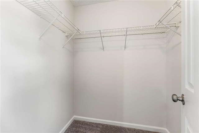 walk in closet featuring carpet floors