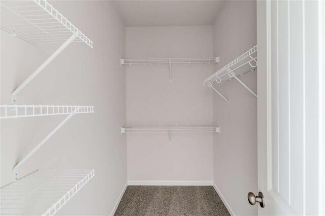 walk in closet featuring carpet floors