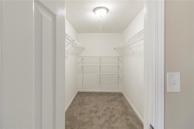 spacious closet featuring carpet flooring