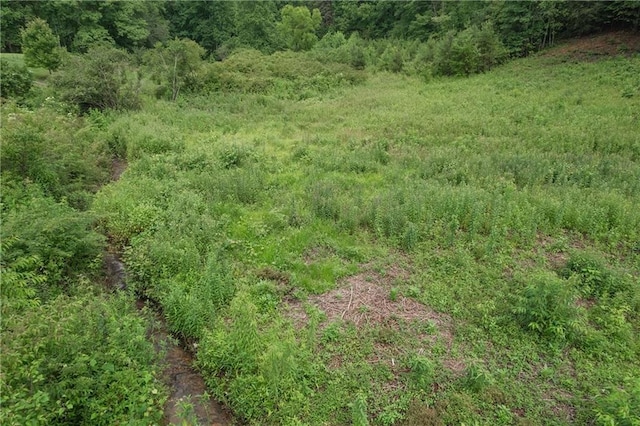 view of local wilderness