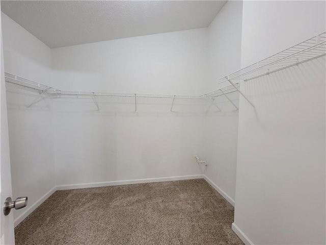 spacious closet featuring carpet flooring