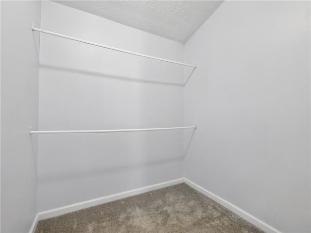 spacious closet featuring carpet