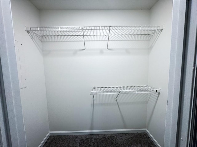 spacious closet featuring carpet flooring