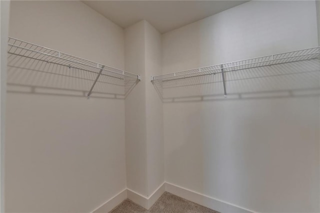 walk in closet featuring carpet floors