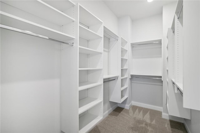 spacious closet featuring carpet floors