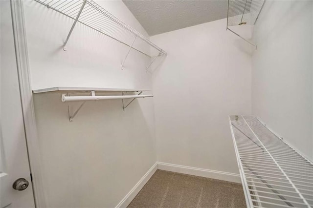 walk in closet with carpet flooring
