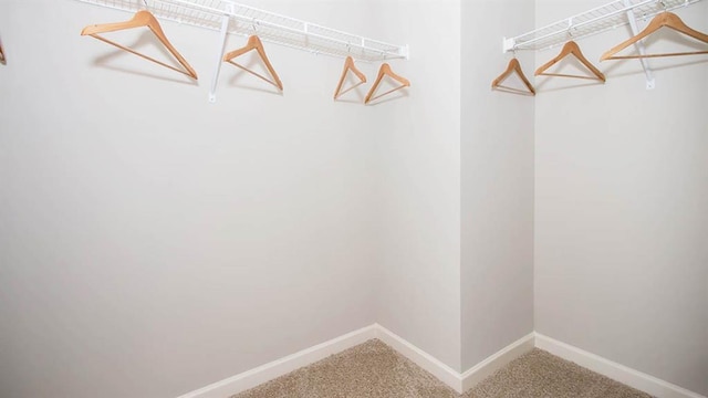 spacious closet featuring carpet flooring