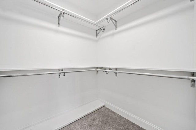 walk in closet with carpet flooring