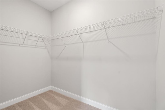 spacious closet featuring carpet