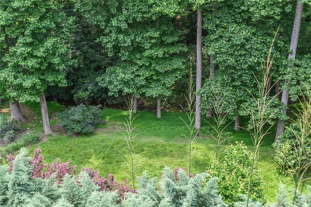 1173 Saint Charles Pl, Gainesville, GA 30501 - view of undeveloped land