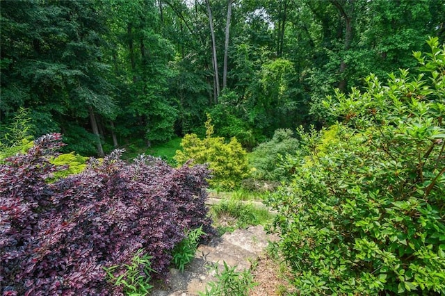 1173 Saint Charles Pl, Gainesville, GA 30501 - view of tree filled area