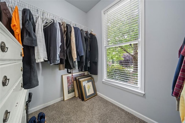 walk in closet with carpet flooring
