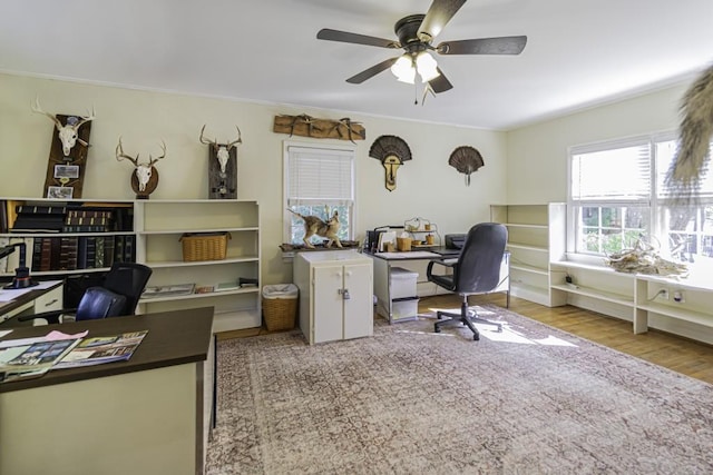 home office with ceiling fan, ornamental molding, and light hardwood / wood-style floors