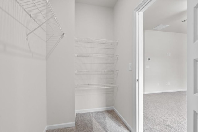 walk in closet featuring carpet flooring