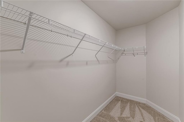 spacious closet featuring carpet