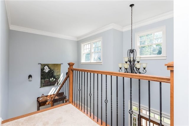 corridor with an inviting chandelier, a healthy amount of sunlight, and crown molding