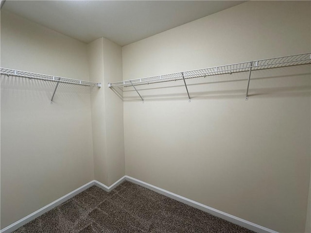 spacious closet featuring carpet