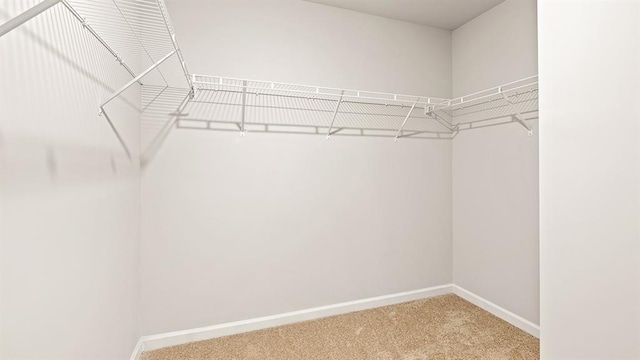 walk in closet featuring carpet