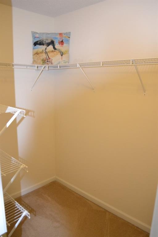 spacious closet featuring carpet floors