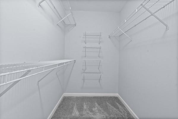 spacious closet featuring carpet floors