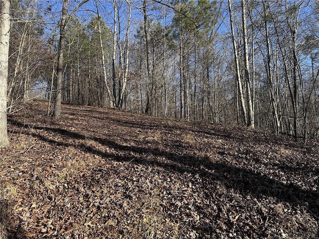 view of local wilderness