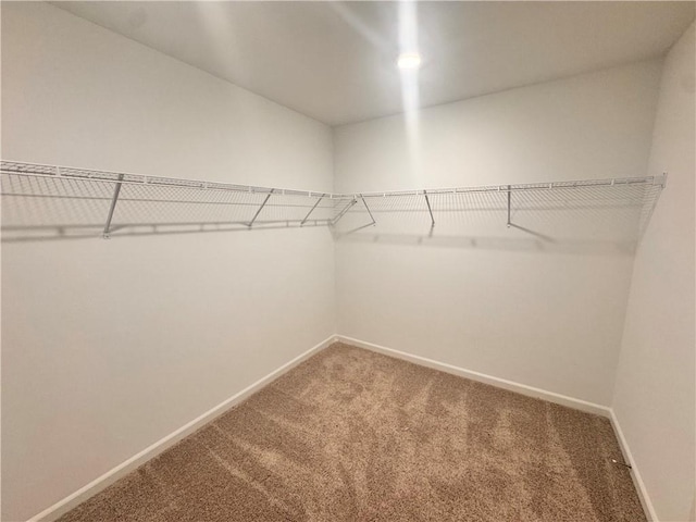 walk in closet featuring carpet flooring