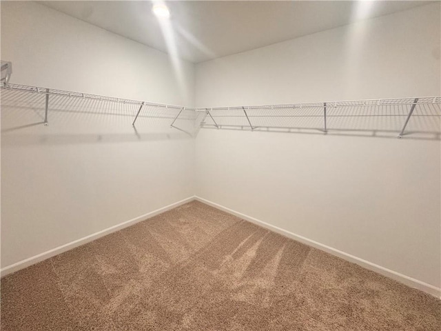 walk in closet featuring carpet floors