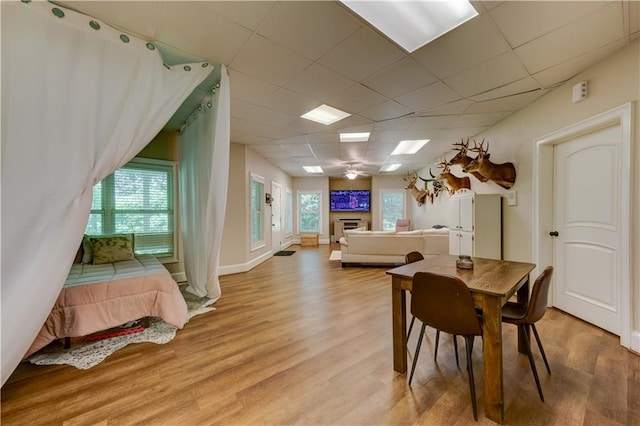 dining space featuring a drop ceiling, light hardwood / wood-style flooring, a healthy amount of sunlight, and ceiling fan