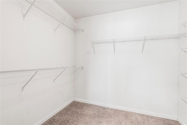 walk in closet featuring carpet flooring