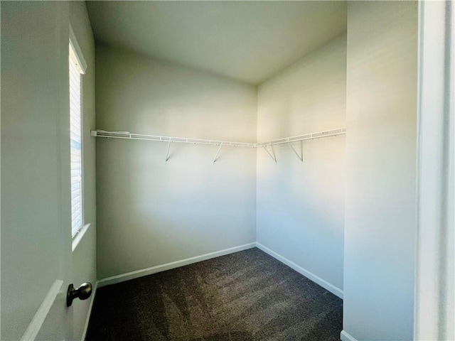 spacious closet featuring carpet