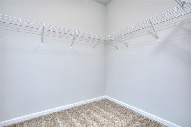 walk in closet with carpet flooring