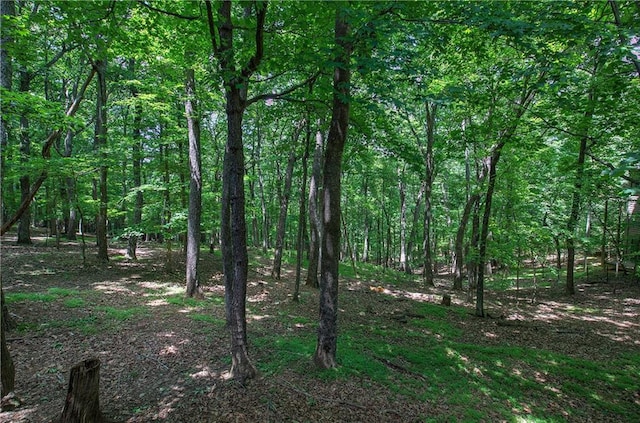 view of local wilderness
