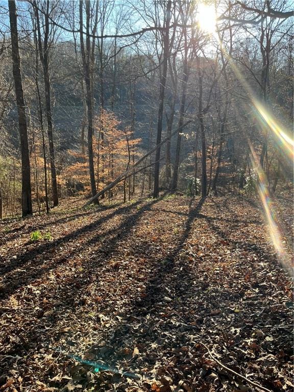 view of local wilderness