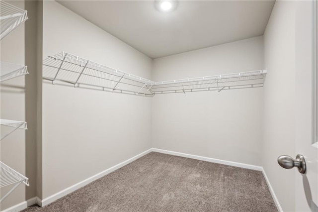 spacious closet featuring carpet flooring