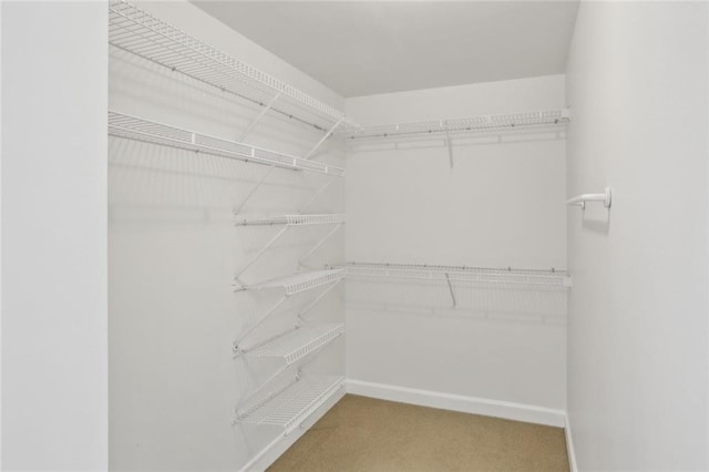 walk in closet featuring carpet