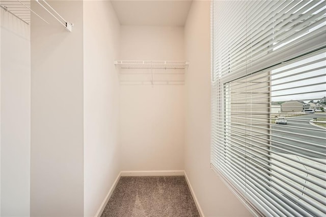 walk in closet featuring carpet floors