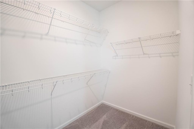 spacious closet featuring carpet floors