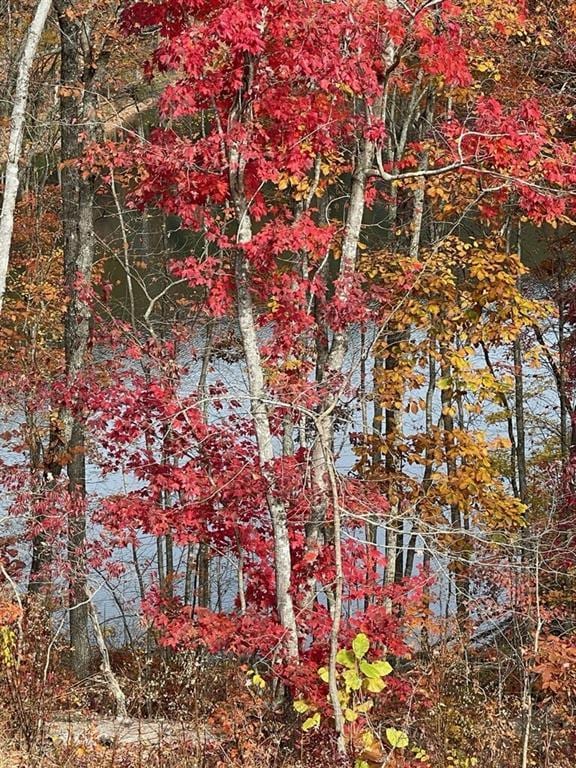 view of local wilderness