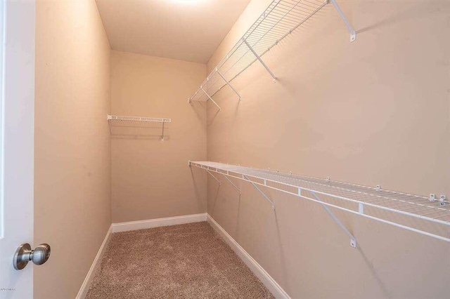 walk in closet featuring carpet