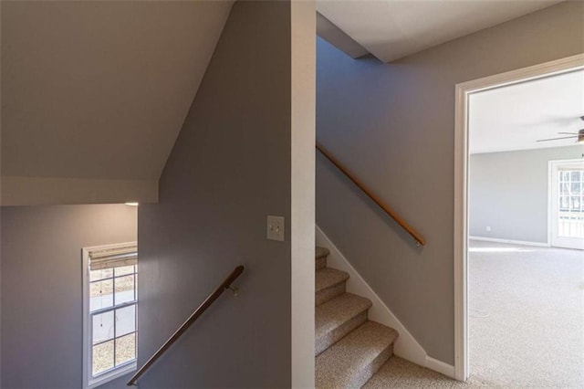 stairway featuring carpet flooring and ceiling fan